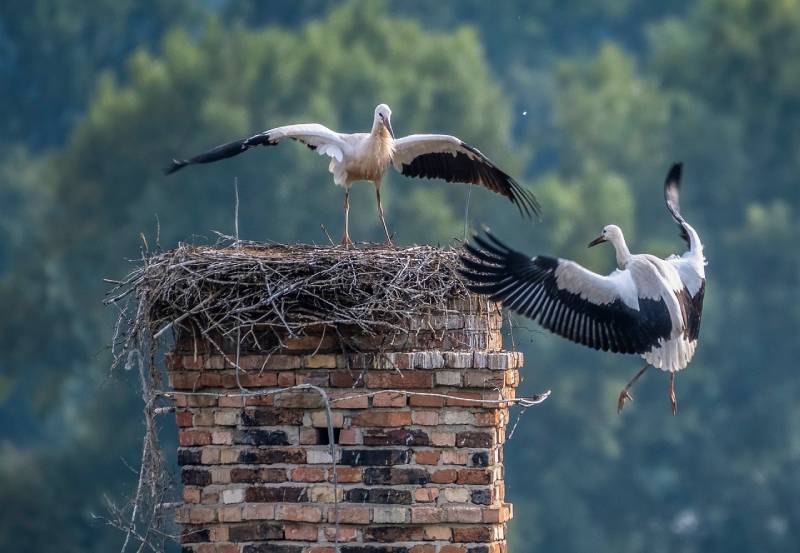 Expert Chimney Animal Removal in Fork, MD Professional Chimney Animal Removal Services in Fork, Maryland