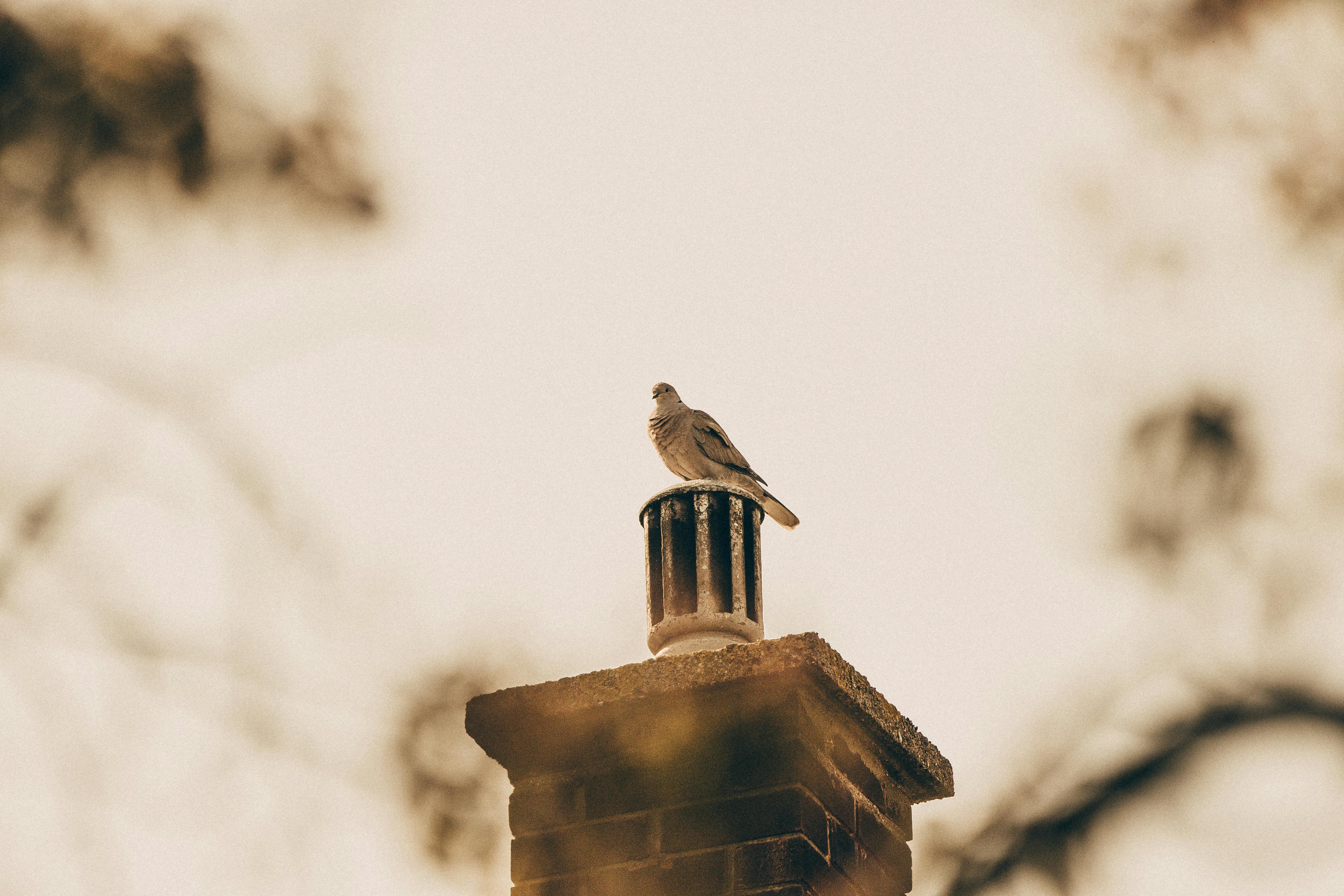 Quality Chimney Caps and Dampers Installation in Fork, MD Professional Chimney Cap and Damper In Fork Maryland